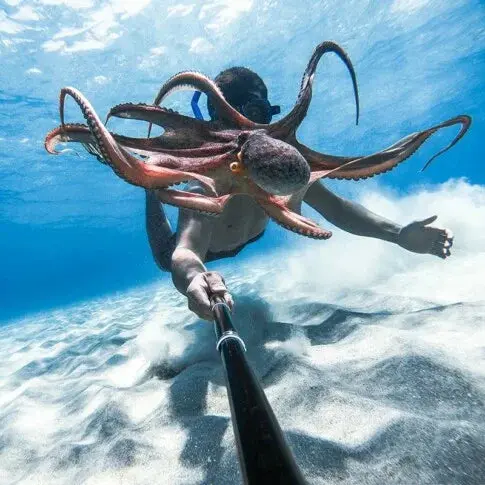 GoPro_News_GoPro_as_a_snorkeling_dive_camera-2-min-485x485-optimized.webp