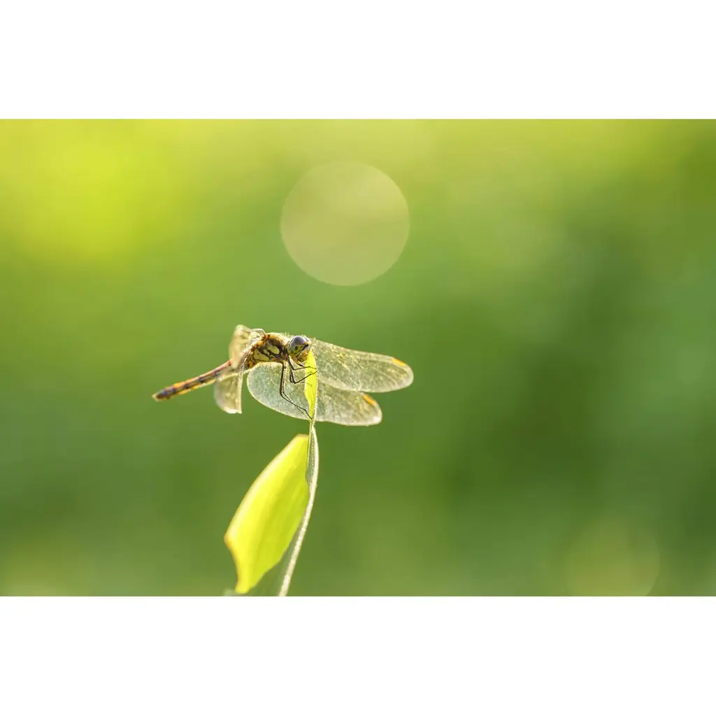71mEHZg1_5L._SL1500.webp