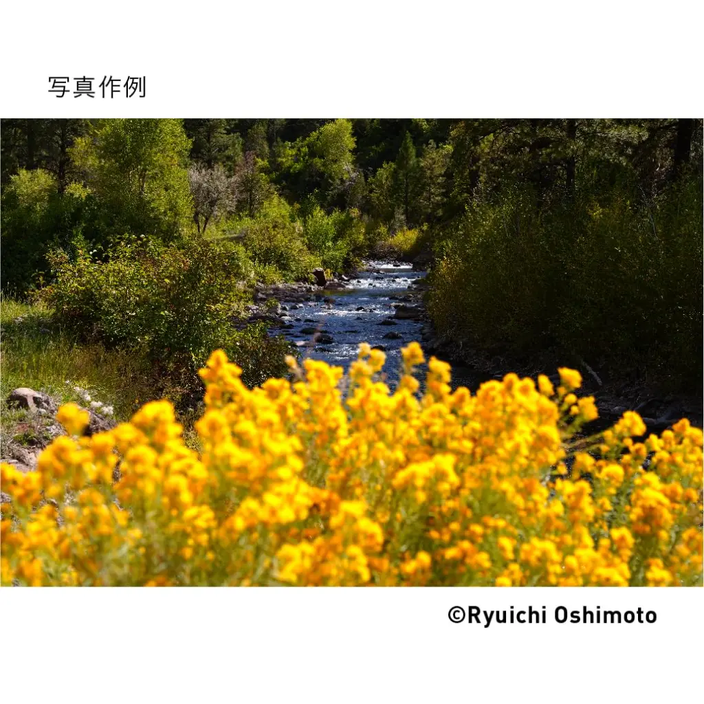 71aOeWvD_OL._SL1035.webp