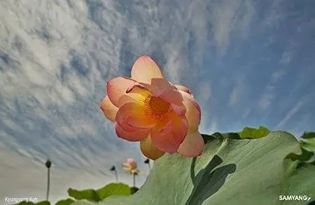 shopping_27196972-b004-44fa-9931-ce2fd34dbb06.webp