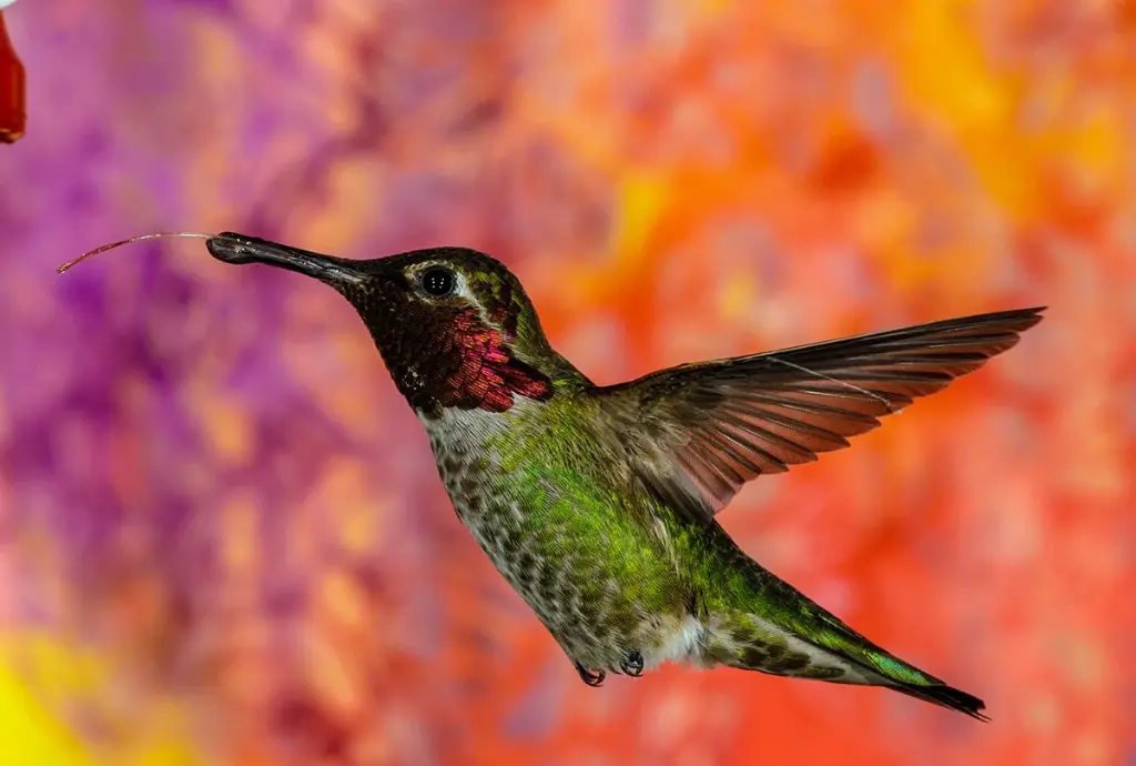 Sigma 105Mm F/1.4 DG HSM Art Lens for Nikon DSLR Cameras, Black