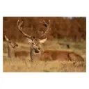 Sigma 60-600mm F/4.5-6.3 DG DN OS Sports Lens for Sony E Mount Mirrorless